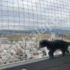 kedi-filesi-4cm-gozenek-2,5mm-ip-kare-kapak