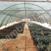 sera-filesi-55lik-yesil-seritli-kapak